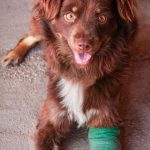 dog wound care