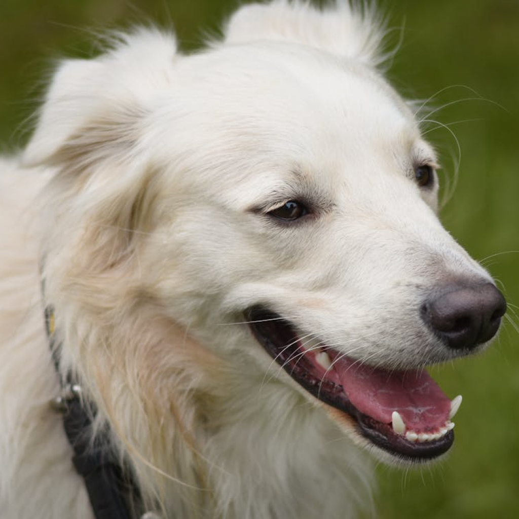 how many dogs die from teeth cleaning, dog dental cleaning, dental cleaning for dogs, dog dental cleaning without anesthesia