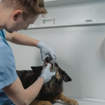 how many dogs die from teeth cleaning, dog dental cleaning, dental cleaning for dogs, dog dental cleaning without anesthesia