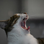 cat dental care products, cat teeth cleaner, cat dental treats, cat dental care