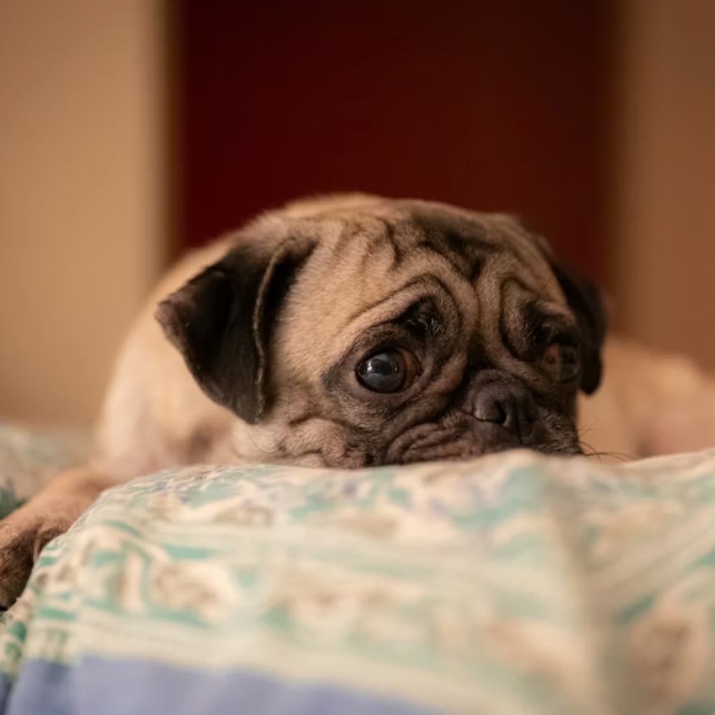 Animal behavior, behavior of animals, animal behavior studies