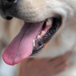 does pet insurance cover teeth cleaning