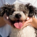 dog day care, dog day care near me, what is dog boarding, doggie day care