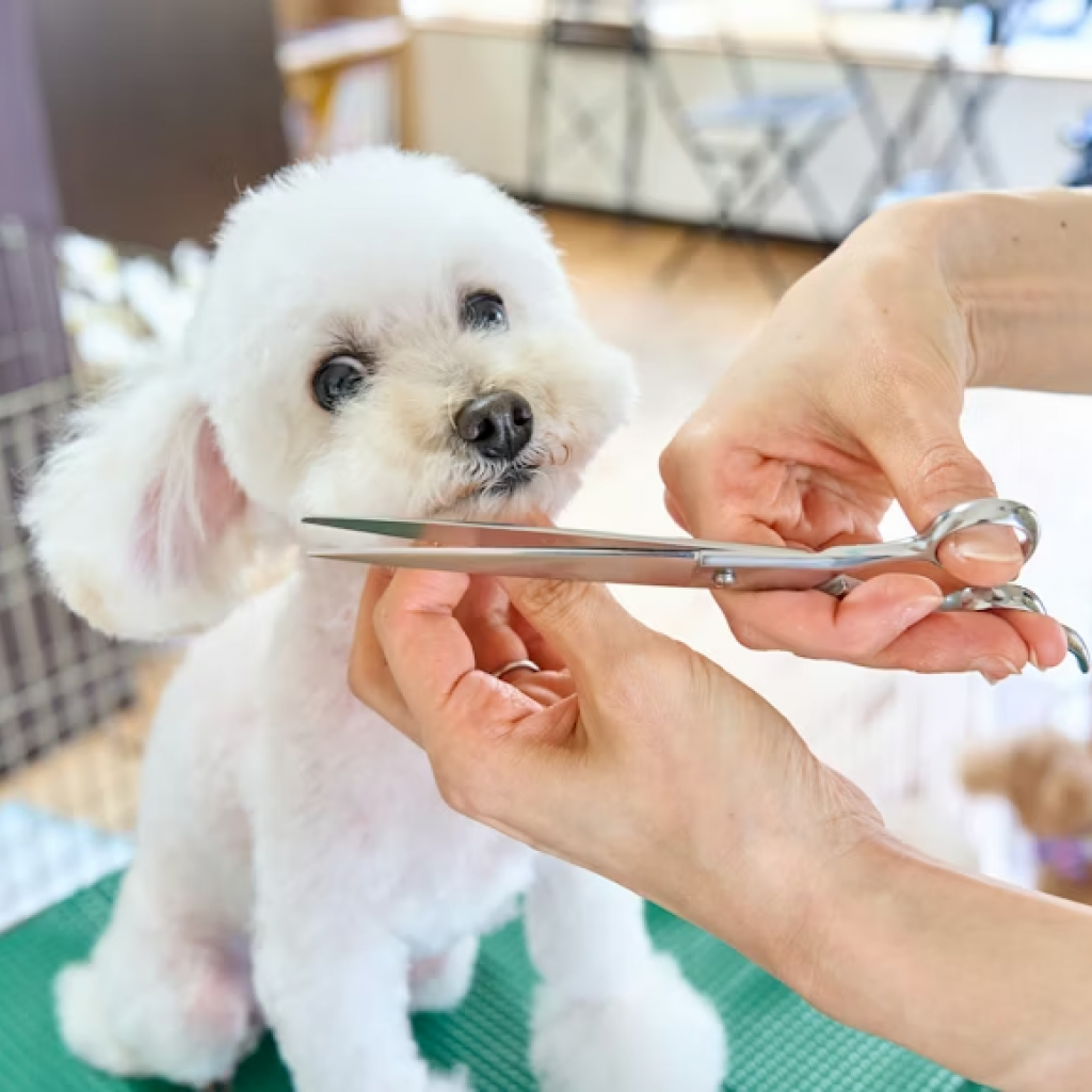 pet groomer, dog grooming, pet grooming, puppy groomer
