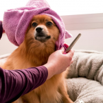 pet groomer, dog grooming, pet grooming, puppy groomer