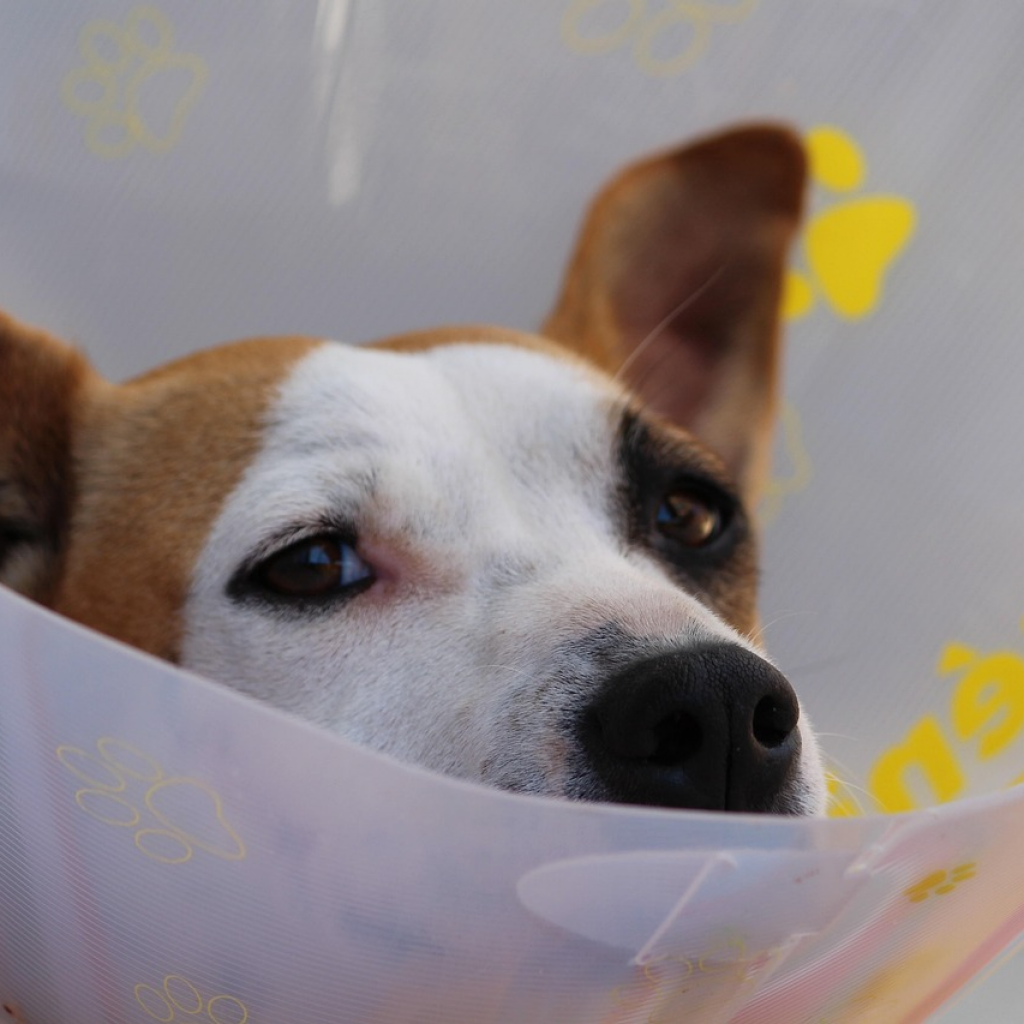 dog wound care, dog wound treatment, how to clean a dog wound, ointment for dog wounds