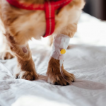 dog wound care, dog wound treatment, how to clean a dog wound, ointment for dog wounds