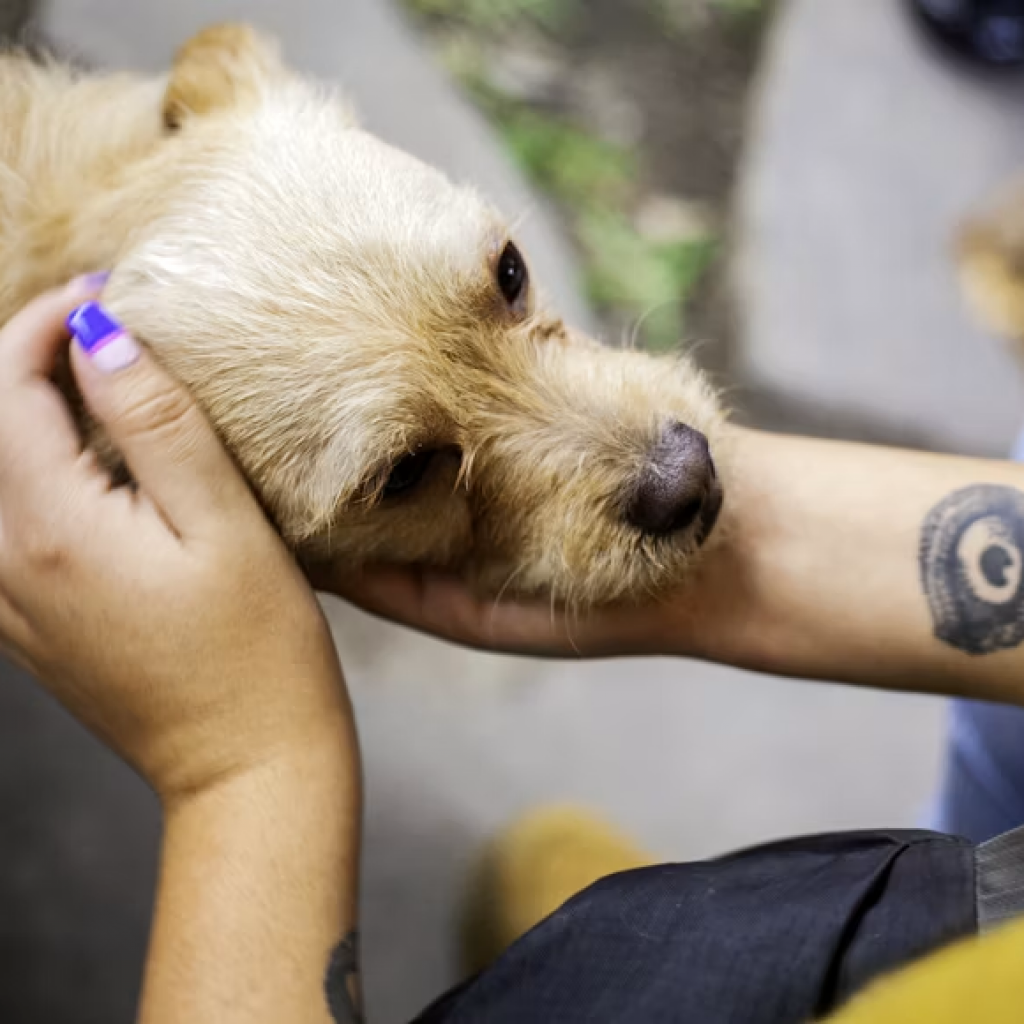 dog vaccinations cost, dog vaccinations schedule, dog vaccinations, dog vaccinations near me