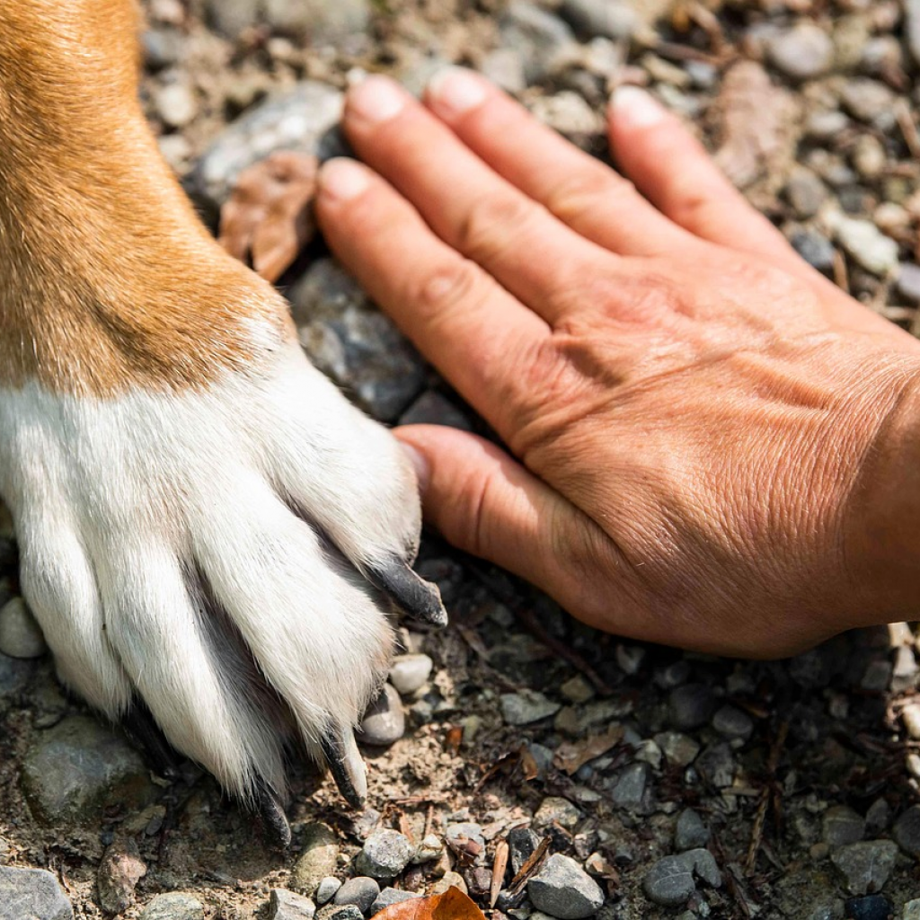 dog skin care, dog skin allergies, dog skin conditions, dog skin moisturizer