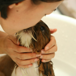 dog skin care, dog skin allergies, dog skin conditions, dog skin moisturizer
