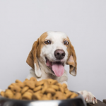 dog food healthy, best food for dogs, healthy dog food, what can dogs eat