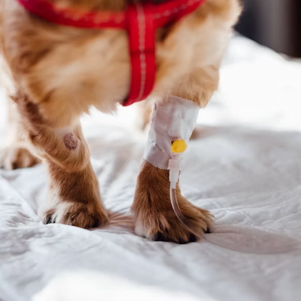 dog urgent care, dog urgent care near me, dog wound care, dog first aid kit