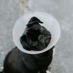 dog urgent care, dog urgent care near me, dog wound care, dog first aid kit