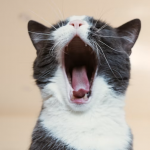 cat dental care, cat dental care products, cat toothbrush, feline gingivitis