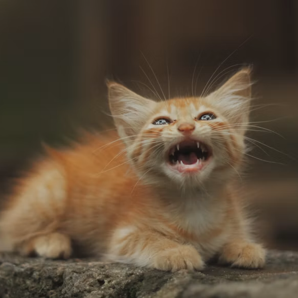 cat dental care