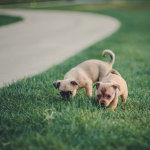 puppy vaccinations, puppy vaccinations schedule, puppy vaccinations at home, puppy shots schedule