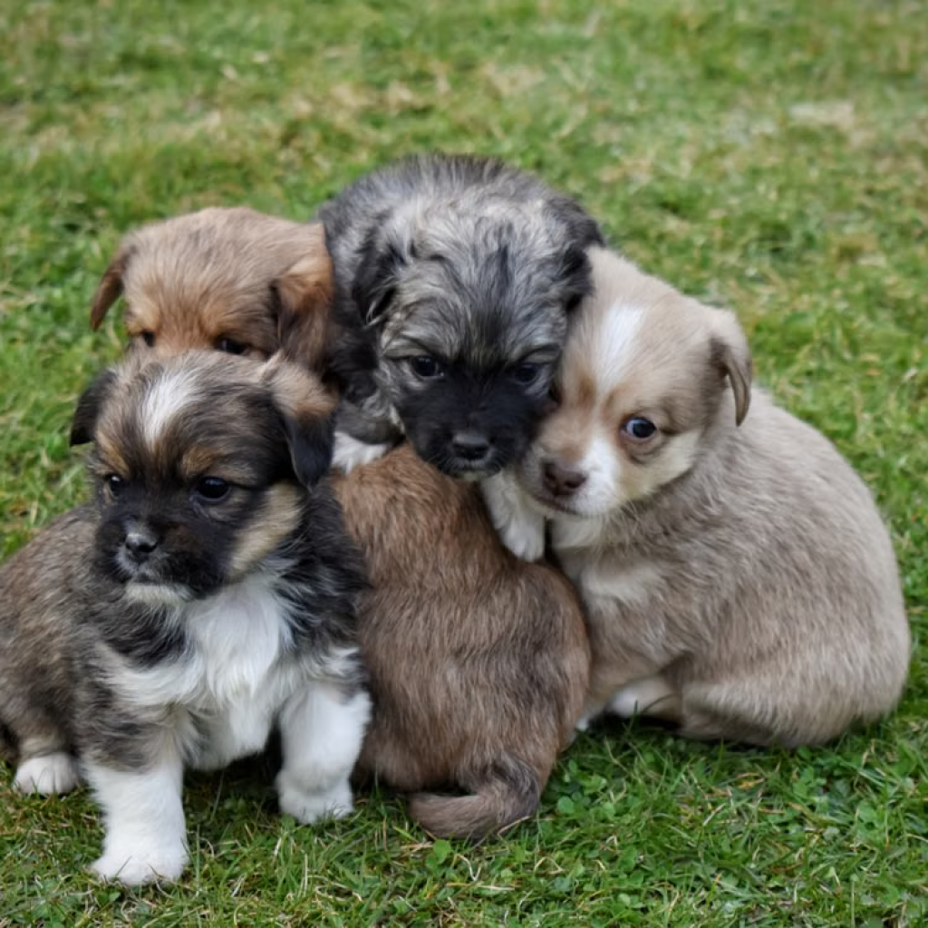 puppy vaccinations, puppy vaccinations schedule, puppy vaccinations at home, puppy shots schedule