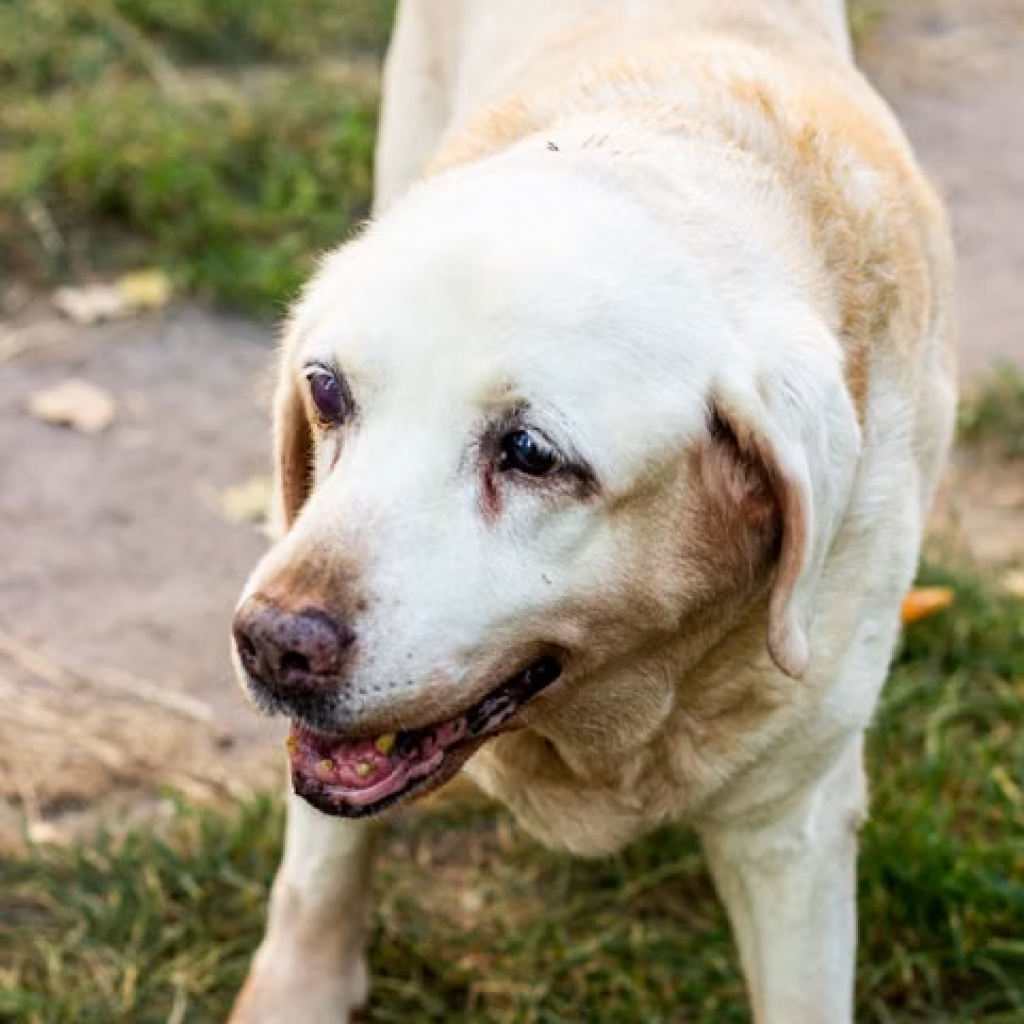dog care, senior dog care, dog care shock collar, dog care tips