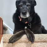 dog care, senior dog care, dog care shock collar, dog care tips