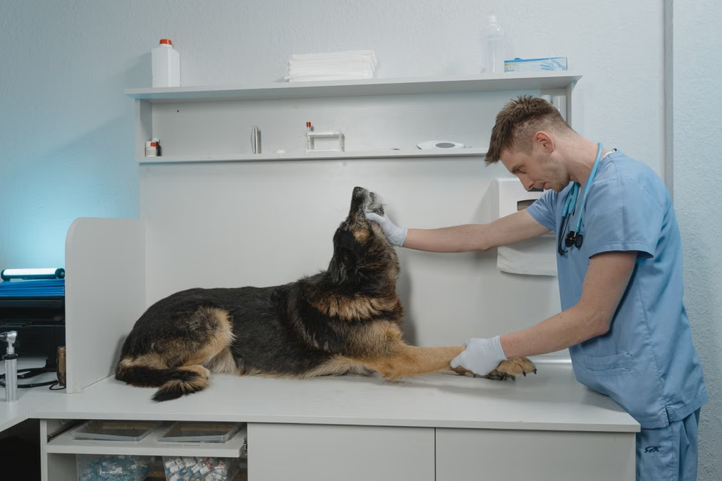 veterinary medicine, central hospital for veterinary medicine, pre veterinary medicine, veterinary medicine schools