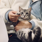 veterinary medicine, central hospital for veterinary medicine, pre veterinary medicine, veterinary medicine schools