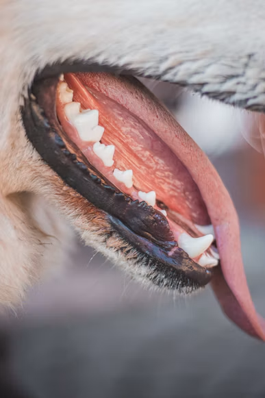 pet dental care, dental care in dogs, dental treatment for dogs, best teeth cleaning for dogs
