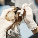 pet dental care, dental care in dogs, dental treatment for dogs, best teeth cleaning for dogs