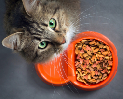 Why Wet Cat Food Is Best: The Healthiest Choice for Your Feline Friend