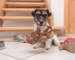How to Fly with Pets: A Guide for Stress-Free Travel