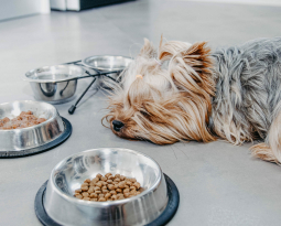 Dog Food: How to Choose the Best Diet for Your Pup