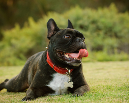 How to Protect Your Pet’s Paws from the Arizona Summer Heat