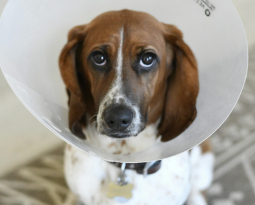 Driving with Pets: Do You Need a Dog Car Seat?