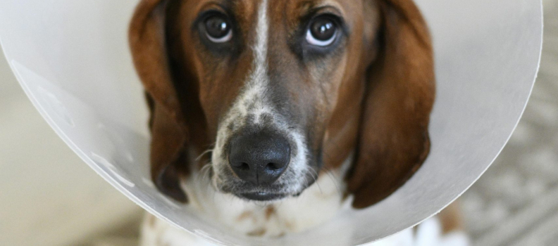 Driving with Pets: Do You Need a Dog Car Seat?