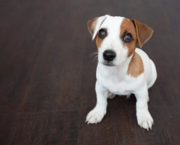 LOOKING FOR A PET GROOMER? HERE’S WHAT YOU NEED TO KNOW