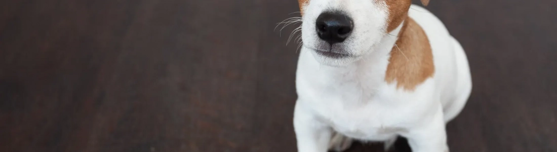 LOOKING FOR A PET GROOMER? HERE’S WHAT YOU NEED TO KNOW