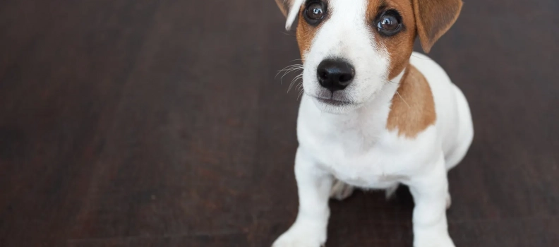 LOOKING FOR A PET GROOMER? HERE’S WHAT YOU NEED TO KNOW